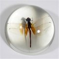 Ed Speldy East Ed Speldy East SS220 Dragonfly Dome - Clear SS220